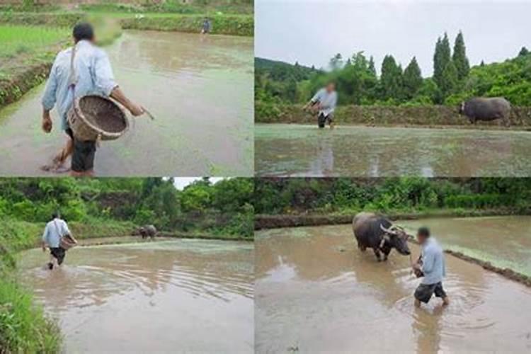 水稻施肥后几天能放水