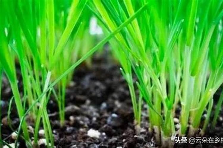 大蒜什么时间追肥,用什么肥料最佳