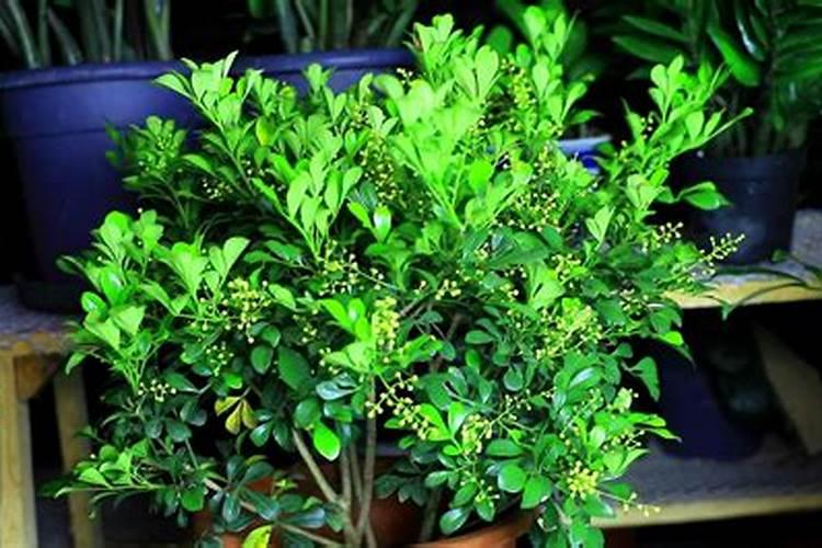 草莓的花芽是怎样形成的？主要受哪些因素影响？