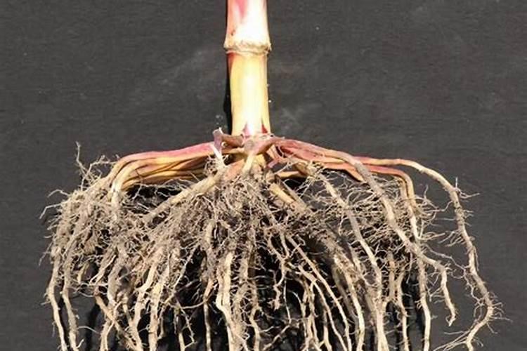 树林下种小麦怎么施肥效果好