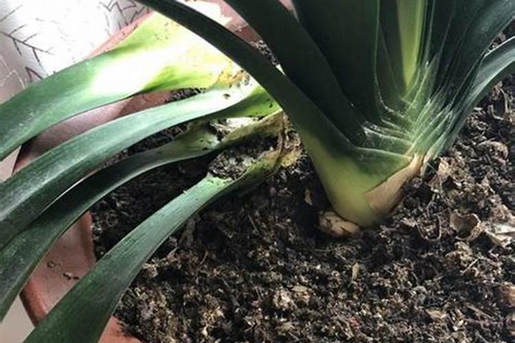 种植花生怎么施肥