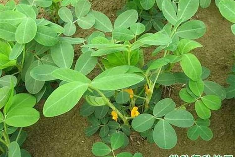 橡皮树用什么肥料好