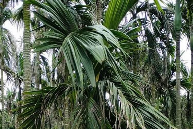 螯合钙肥与硝酸铵钙肥哪个好