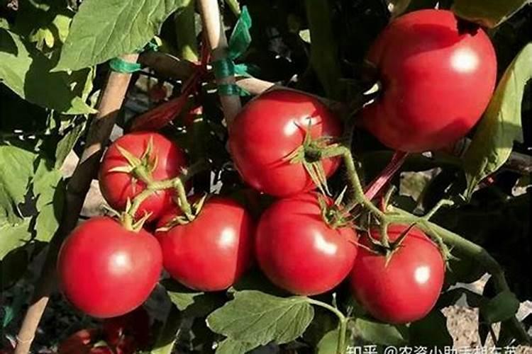 西红柿施什么肥料好