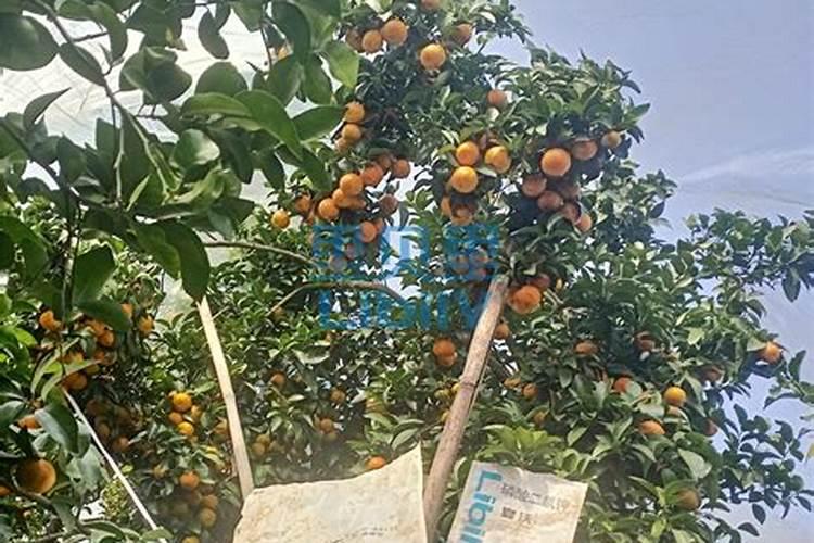 哈力是神马意思