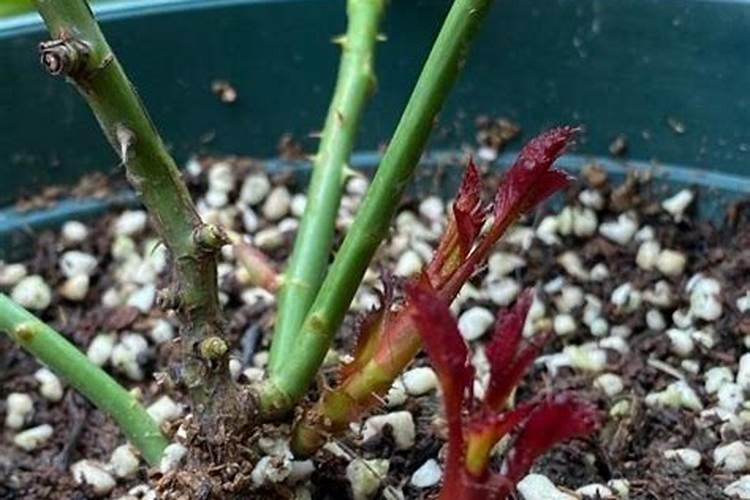 红薯使用什么肥料好