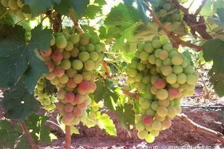 猪病不明原因青霉怎样配连霉素打针