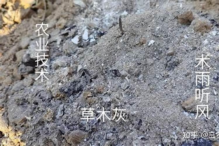 种白菜放草木灰好吗