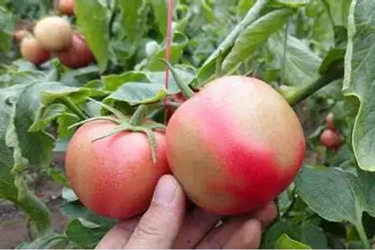 太原附近有哪些采摘果蔬园推荐？