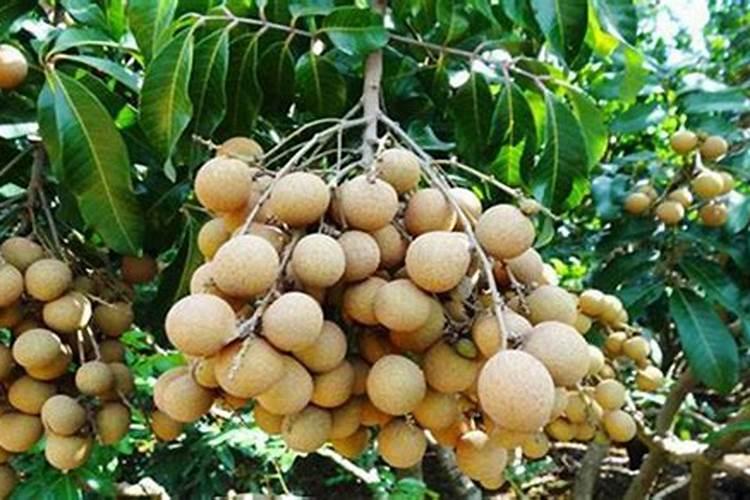 柴胡苗后打什么除草剂不伤苗？