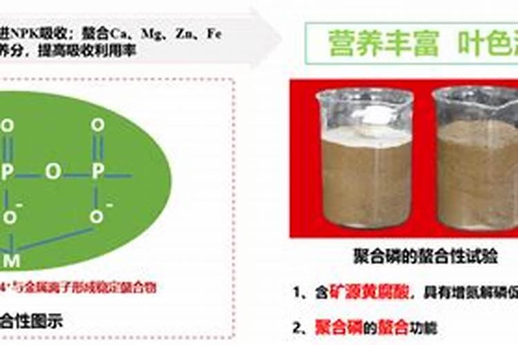 了解绣球花的养护管理