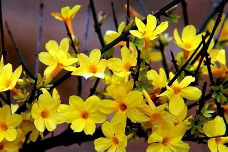迎春花盆景如何养护 大家需要追施一些肥料