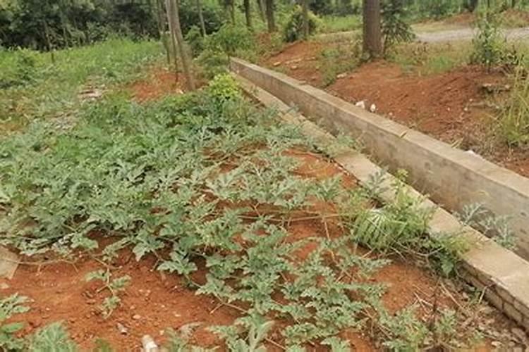 【威莱日化】和【威露士】的区别？