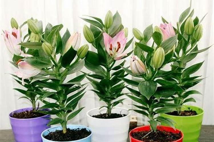 花卉植物营养液什么牌子的好呢？