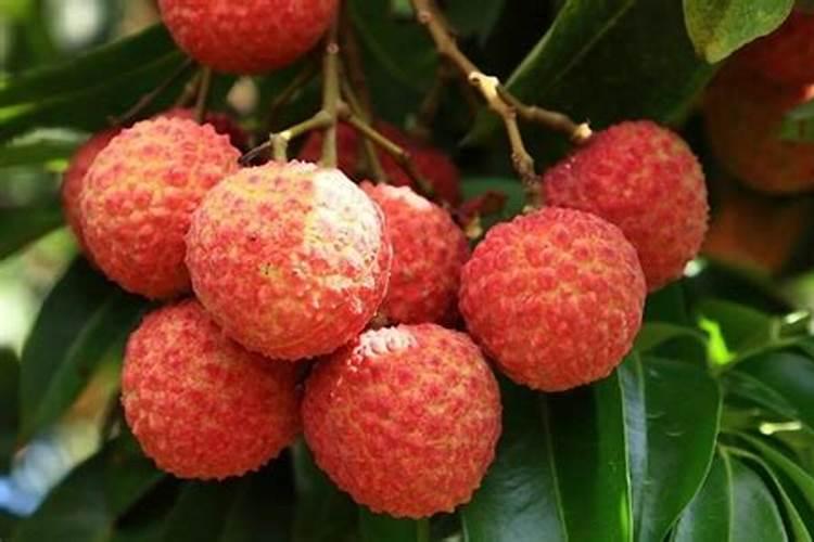 平安树浇什么水好