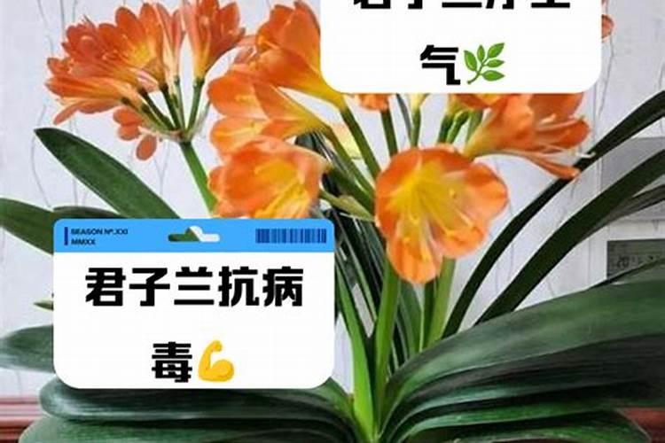 幸福树怎么施肥长得快