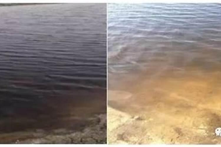 腐植酸钠在水产中的作用