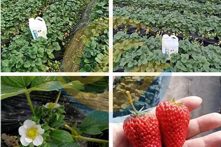 草莓现蕾期一亩充施多少斤水溶肥？