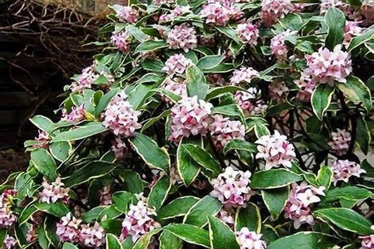 金边瑞香花后怎么养护,五个要点让金边瑞香下次开花更盛