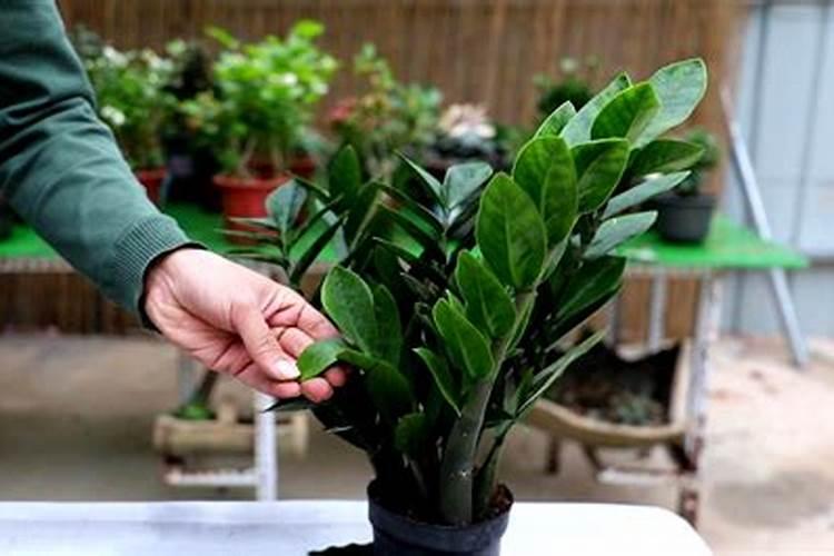 金钱树种植方法