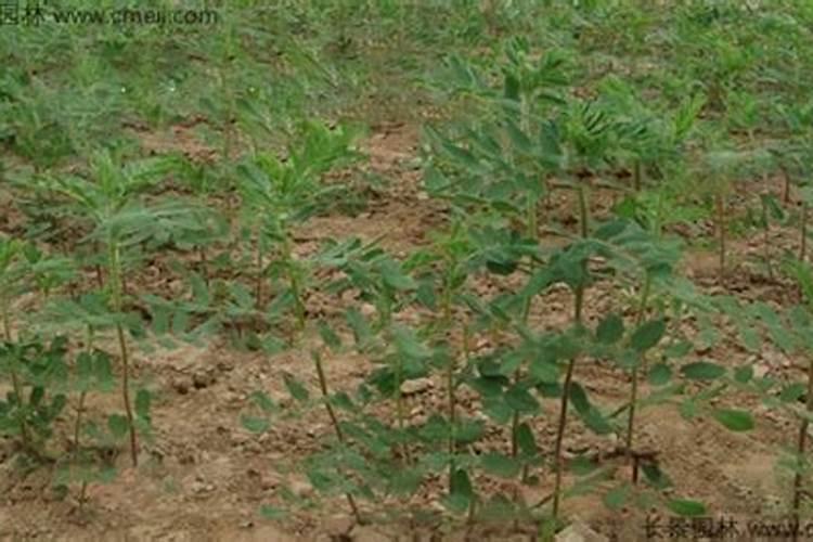 中国察尔汗、罗布泊盐湖钾盐矿发现史揭秘