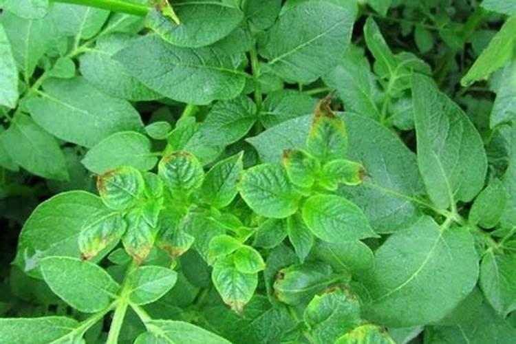 土壤酸性过高用什么肥