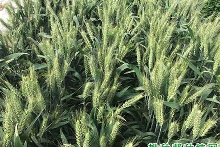 安基酸给果树打药稀释多少