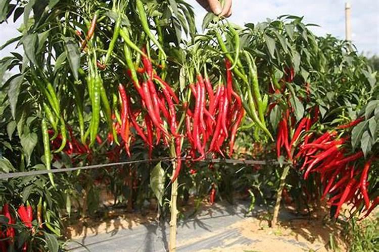 辣椒用什么药促花最快