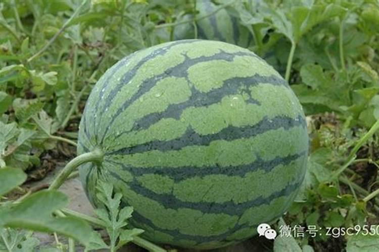 西瓜什么时候施硼肥