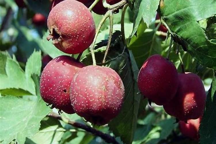 甜瓜大棚种植技术