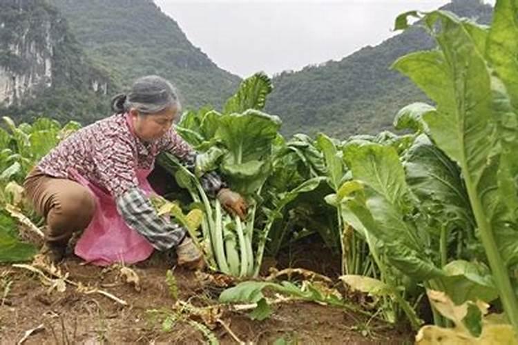 我的芥菜头烂怎么防冶