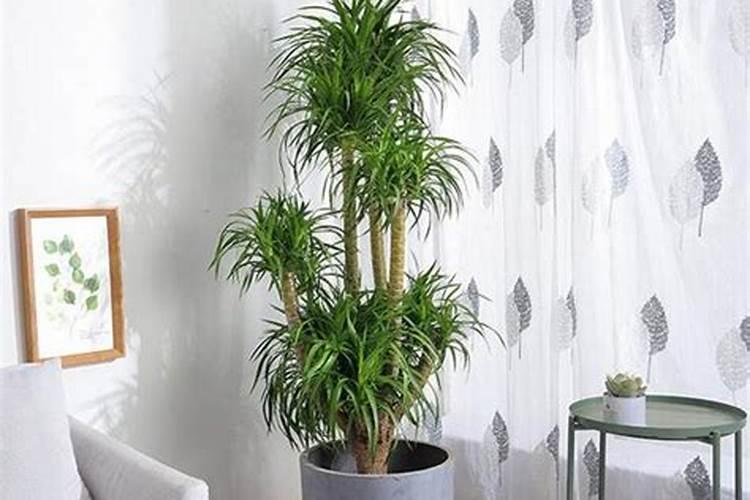 黄芪怎么除草,要用什么除草剂？ 黄芪在什么温度下除草最安全？