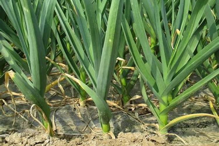 大蒜什么时候施肥最好