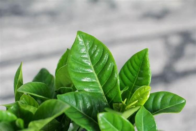 促进开花的肥料促开花需什么肥