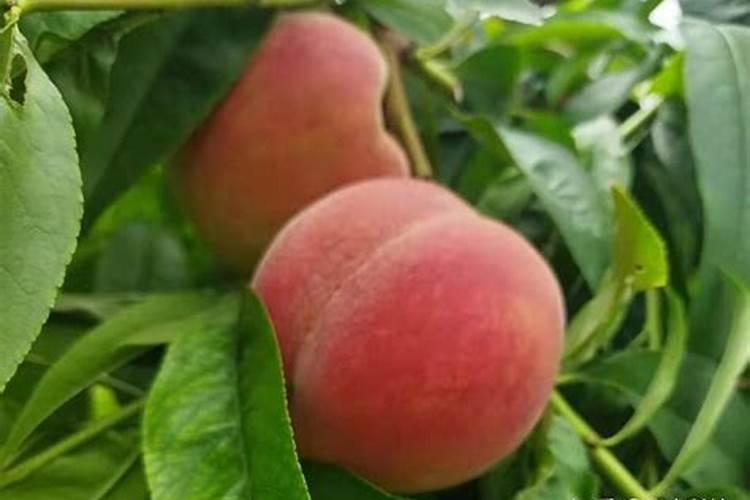 玛斯肽打玉米苗的正确方法