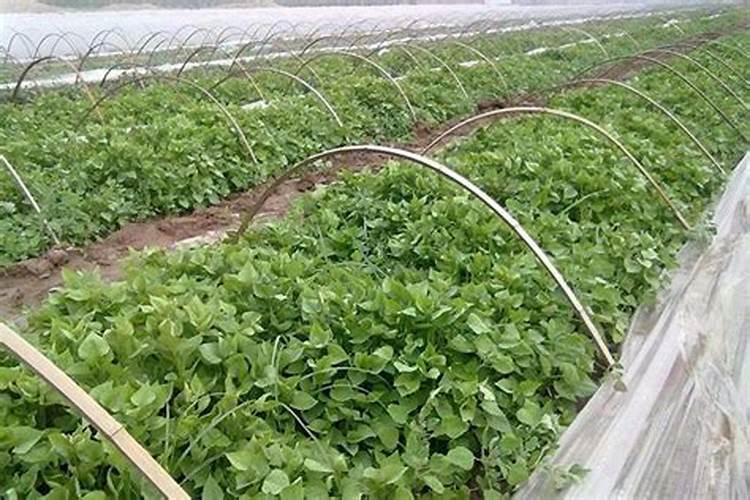 种红薯用什么肥料合适 种红薯用啥肥料合适