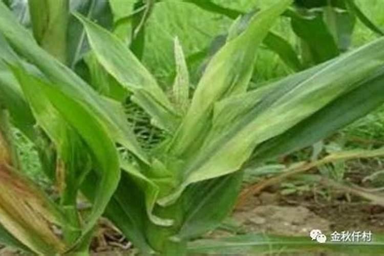 钾肥有哪些种类？