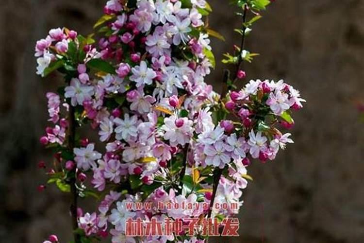 种花用什么肥料最好
