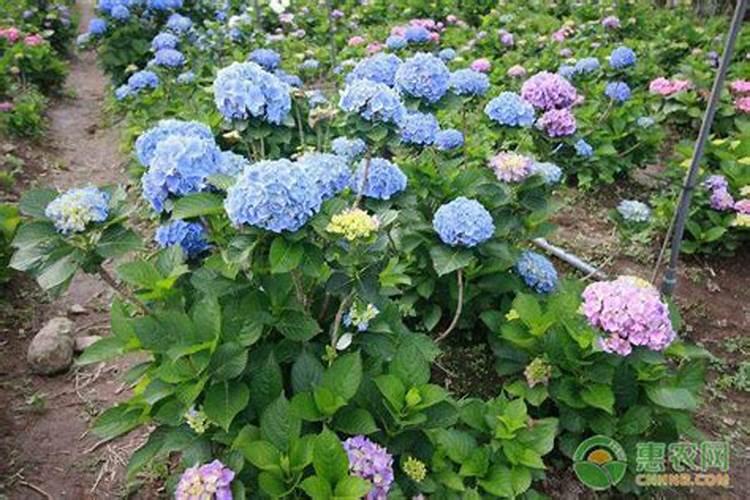 绿植花卉常用跟矿院黄腐酸钾组合经典的肥料复配方式