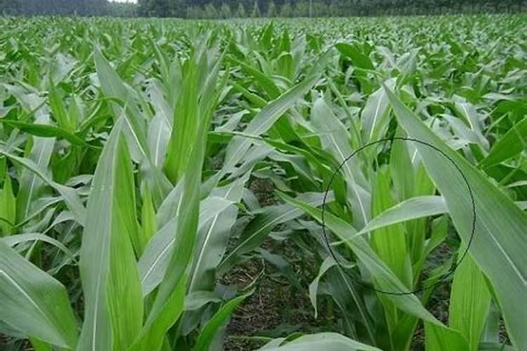 苞米有口肥长得小,还用追肥吗