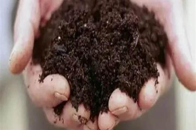 大蒜什么时候浇水施肥最合适