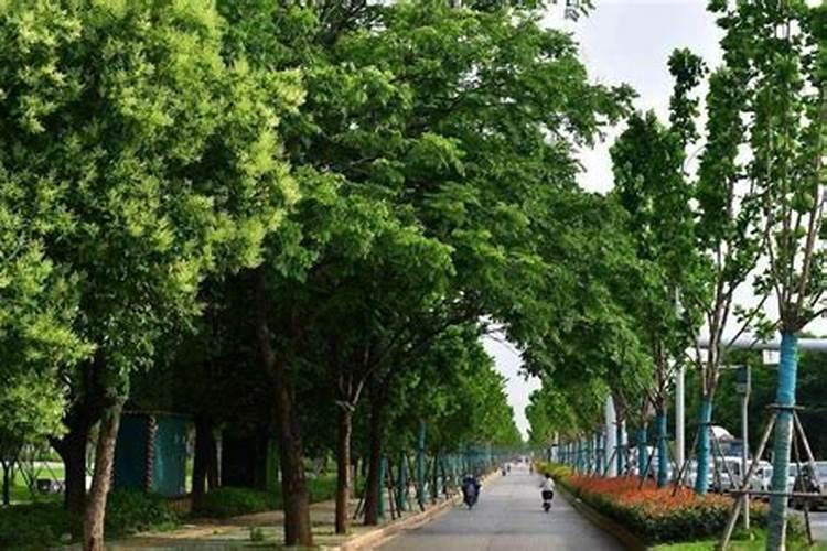 大叶黄杨小苗移栽后管理方法