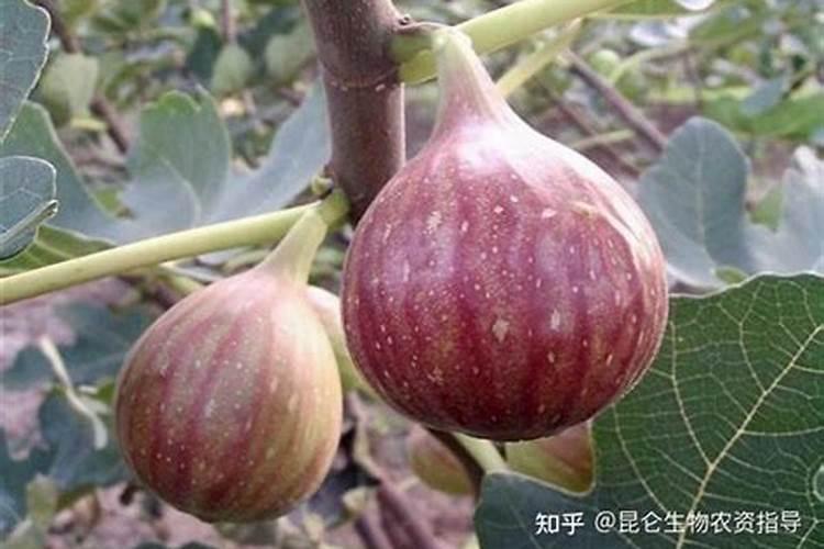无花果为什么只长叶不结果呢？