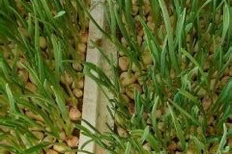大规模种植大葱的时候,在立秋后该怎样施肥？