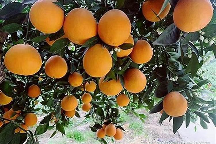 橙子黄化怎么办
