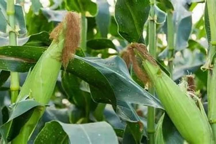 沃柑施什么肥料能快速生长