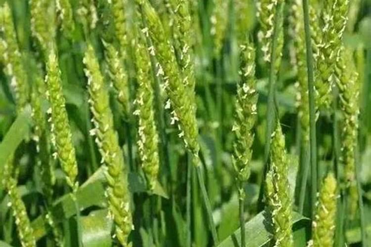 钙肥有哪些品种？如何施用？