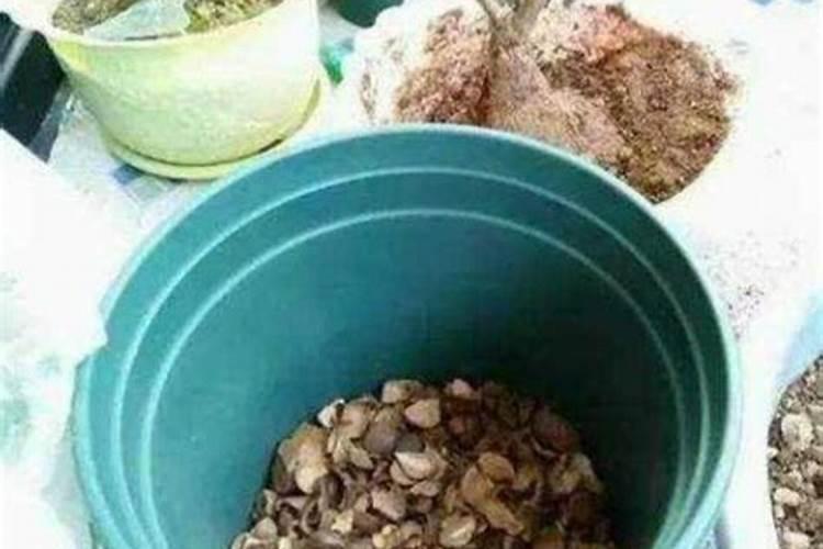 核桃树上什么肥料