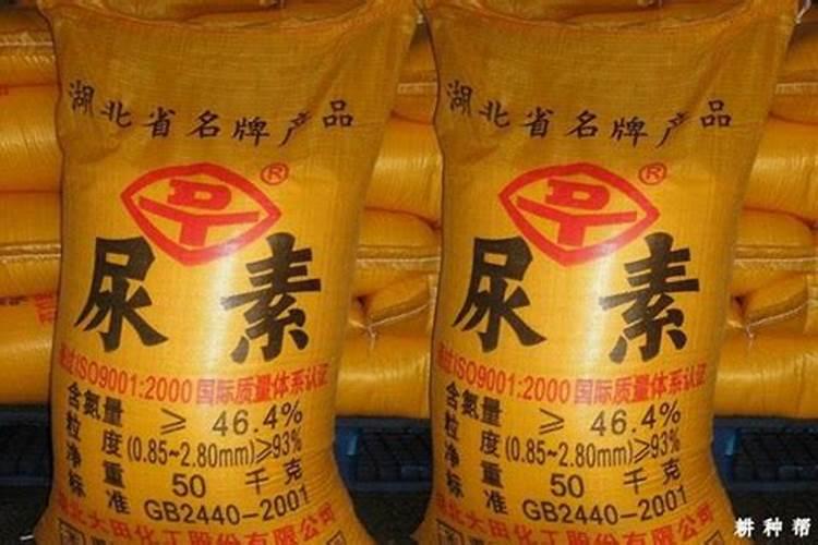 富贵竹叶子发黄怎么救用盐和白糖