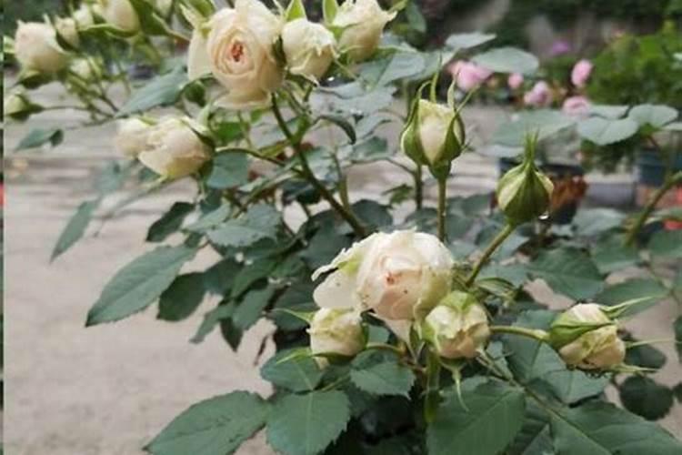 月季花最好的肥料 用什么肥料最佳